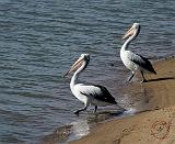 Australian Pelican 9Y185D-048